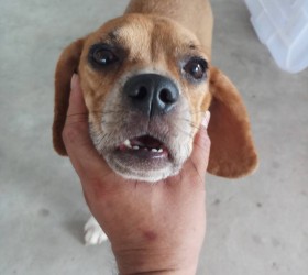 โครงการสัตว์ปลอดโรค คนปลอดภัย จากโรคพิษสุนัขบ้า  ประจำปี  2566